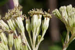 Pale Indian plantain